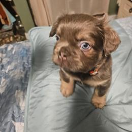 Christopher - Blue fawn male French Bulldog puppy in Bend, Oregon from High Lakes Frenchies