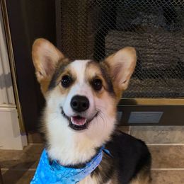 Sunny - Pembroke Welsh Corgi