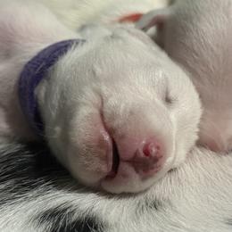 Lavender - White and liver brown female Dalmatian puppy in Hastings, Florida from Love My Spotty Dalmatians