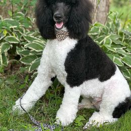 Franki - Poodle