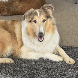 Collies from Puppy Dog City