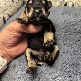 Tan Collar - Black and silver male Miniature Schnauzer puppy in Sugar Land, Texas from Silver Paw Ranch