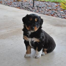Willow - Black tri-color female Australian Shepherd puppy in Stephenville, Texas from Rockin B Australian Shepherds
