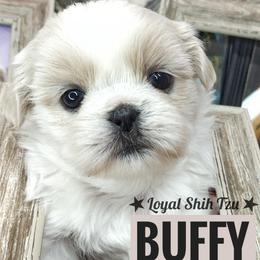 Buffy - Sable and white female Shih Tzu puppy in Peoria, Arizona from Loyal Shih Tzu
