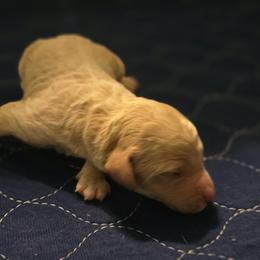Meadow - Cream female Goldendoodle puppy in Freedom, New York from Samantha's Goldendoodles