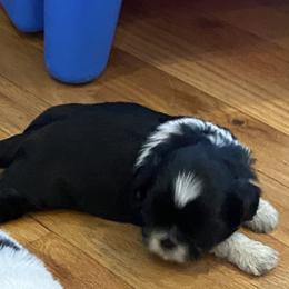 Oreo - Black and white male Shih Tzu puppy in Riverhead, New York from Eastern Long Island Shih Tzu