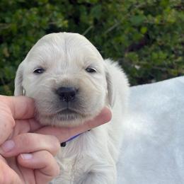 Purple Collar Girl - Light golden female Golden Retriever puppy in Utah from Deseret Peak Goldens