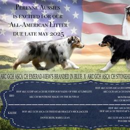 Australian Shepherd puppies from Perenne Aussies