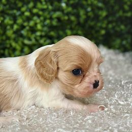 Girl 2 - Blenheim female Cavalier King Charles Spaniel puppy in Grand Prairie, Texas from Westchester Cavaliers
