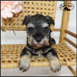 AKC 26015 - Salt and pepper female Miniature Schnauzer puppy in Mount Airy, Georgia from Miniature Schnauzers GA, LLC