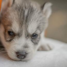 Siberian Husky Puppies from The Snow Dog Kennel