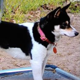 Chihuahuas and Shiba Inu from Tenderheart Kennels
