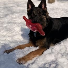 Zeus - Black and red male German Shepherd puppy in Perrysburg, Ohio from Fancy GSDs