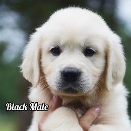 Streusel - Light golden male Golden Retriever puppy in Hagerstown, Maryland from Pinewood Acres Goldens