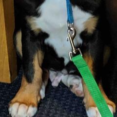 Greater Swiss Mountain Dog Puppies from Simply Swissies