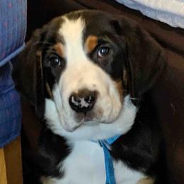 Greater Swiss Mountain Dog Puppies from Simply Swissies