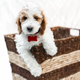 Rowan - Parti male Goldendoodle puppy in Boise, Idaho from Goldendoodle Baby