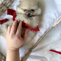 Twinkle - Cream sable male Pomeranian puppy in Sacramento, California from Carousel Poodles & Pomeranians
