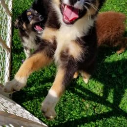 Miniature Australian Shepherd and Toy Australian Shepherd Puppies from Aussie What You Did There