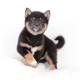 Taya - Black and tan female Shiba Inu puppy in Neosho, Missouri from Sunny Terrace Shibas