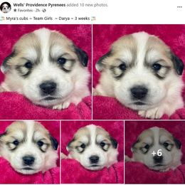 Darya - White and badger female Great Pyrenees puppy in Silex, Missouri from Wells' Providence Pyrenees