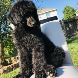 Poodle Puppies from Honeycutt Akc Standard Poodles
