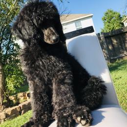 Poodle Puppies from Honeycutt Akc Standard Poodles