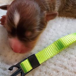 Miniature Australian Shepherd Puppies from Barnyard Mini Aussies
