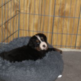 Bernese Mountain Dog Puppies from Baby Bear Bernese Kennel