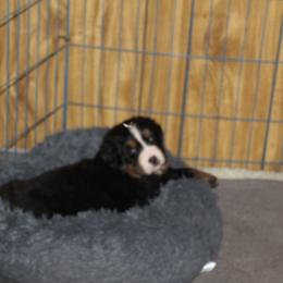 Bernese Mountain Dog Puppies from Baby Bear Bernese Kennel