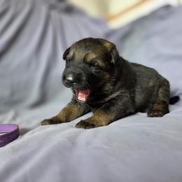 Purple - Bi-color female German Shepherd puppy in Motley, Minnesota from Von Thomson Haus
