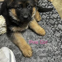 Girl 1 - Black and red female German Shepherd puppy in Puyallup, Washington from Majestic Royal German Shepherd’s