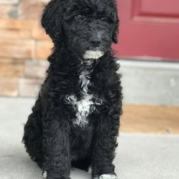 Aussiedoodle and Bernedoodle Puppies from Deer Canyon Family Doodles