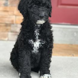 Aussiedoodle and Bernedoodle Puppies from Deer Canyon Family Doodles