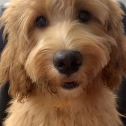 Lexi - Goldendoodle