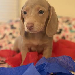 Dachshund Puppies from Vibrant Eyes Doxies