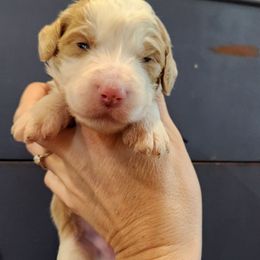 Birdie - Yellow and white female Bernedoodle puppy in Pollock Pines, California from Ten Acre Wood Doodles