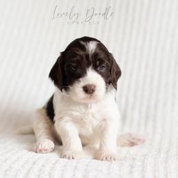 Aqua Collar Girl - Chocolate female Australian Labradoodle puppy in Thousand Oaks, California from Lovely Doodle Lane