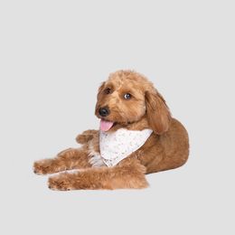 Cookie - Goldendoodle