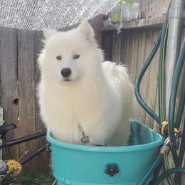 Samoyed All Grown Up from Larajus Samoyeds