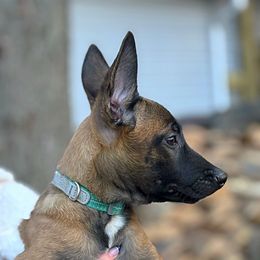 Nova - Fawn female Belgian Malinois puppy in Linwood, Michigan from Gillis Malinois LLC