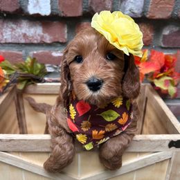 Red - Red - Red female Australian Labradoodle puppy in Citrus Heights, California from Elite Blend Labradoodles