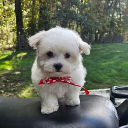 Muffin - White male Maltese puppy in Utica, Ohio from Poodle Me Crazy
