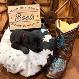 Inferno - Bi-color male German Shepherd puppy in Beech Grove, Arkansas from Ze Zadnich lesu