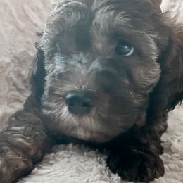 Rusty - Chocolate Goldendoodle puppy in Saint Cloud, Florida from The Dood Effect