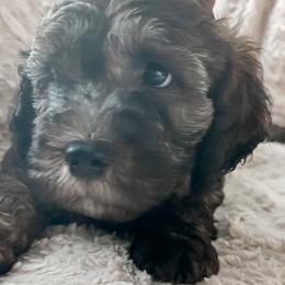 Rusty - Chocolate Goldendoodle puppy in Saint Cloud, Florida from The Dood Effect