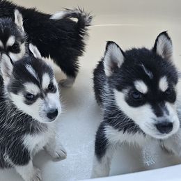 Pomsky Puppies from Peoria Pomskies