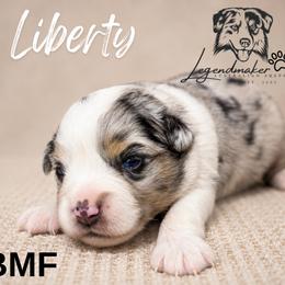 Liberty - Blue merle female Miniature American Shepherd puppy in Leitchfield, Kentucky from Legendmaker MAS