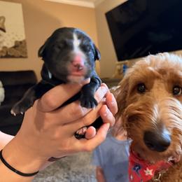 Bernedoodle Puppies from NOB Bernedoodles