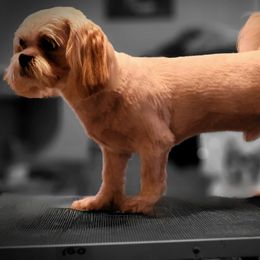 Buddy - Shih Tzu